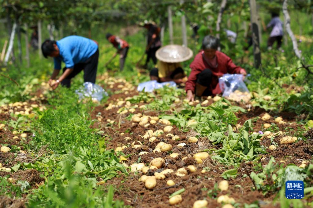 收获在希望的田野上