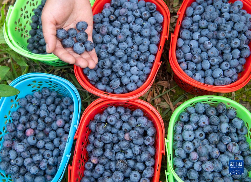 收获在希望的田野上