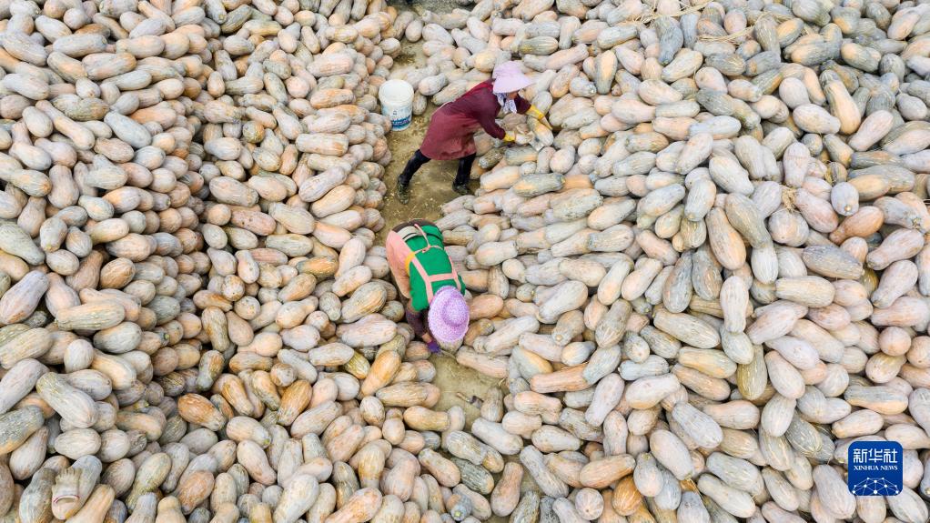 收获在希望的田野上