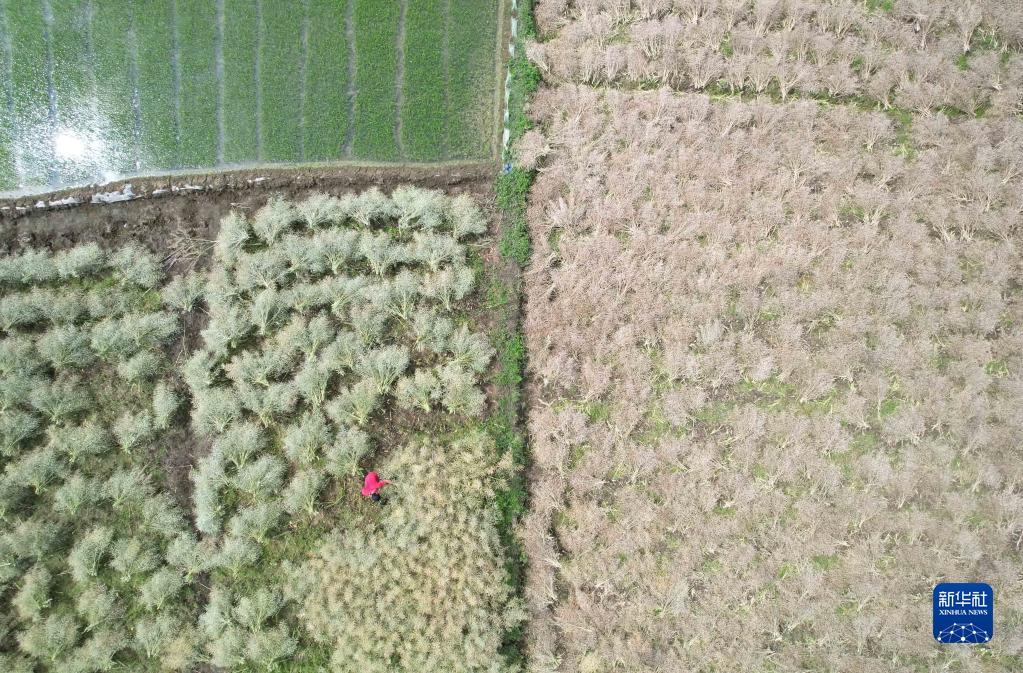 收获在希望的田野上