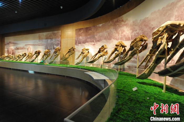 和政古动物化石博物馆“奇遇记”：突破传统认知 探秘远古生命