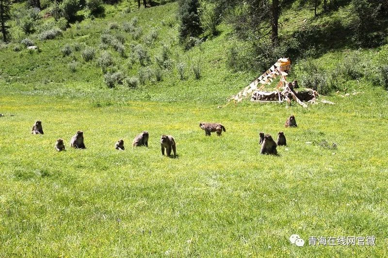 【中国旅游日】在青海囊谦打卡最好意思的欢畅