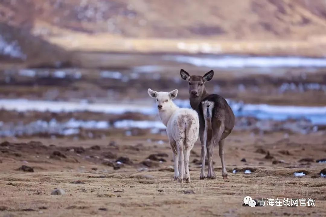 【中国旅游日】在青海囊谦打卡最好意思的欢畅