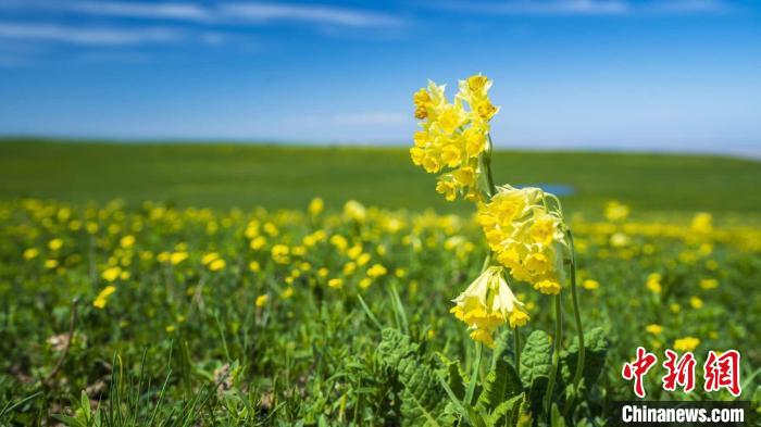 新疆吐尔加辽草原：野花开满坡 芳草绿无垠