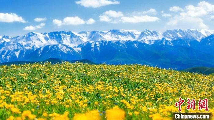 新疆吐尔加辽草原：野花开满坡 芳草绿无垠