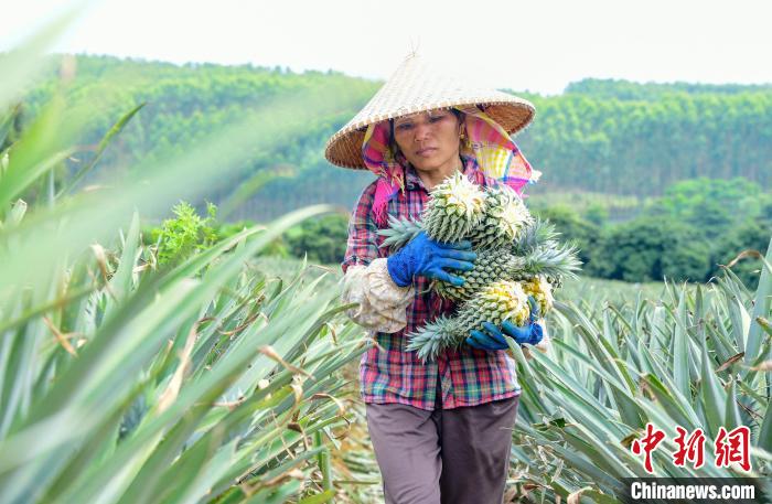 广西南宁：菠萝丰收采摘忙