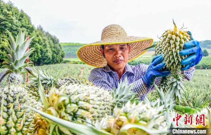 图为工人在采收菠萝。　傅永顺 　摄