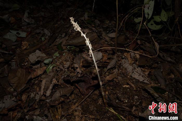 广西弄岗保护区首次记录到虎舌兰属“幽灵兰花”