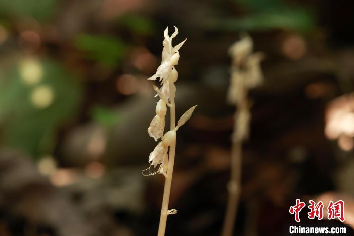 广西弄岗保护区首次记录到虎舌兰属“幽灵兰花”