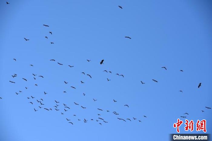 大批苍鹭飞抵吉林筑巢“安家” 形成众多“苍鹭岛”