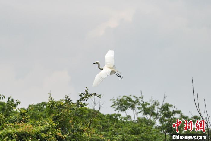 江西南昌：鄱阳湖畔树林之中成群鹭鸟“翩翩起舞”