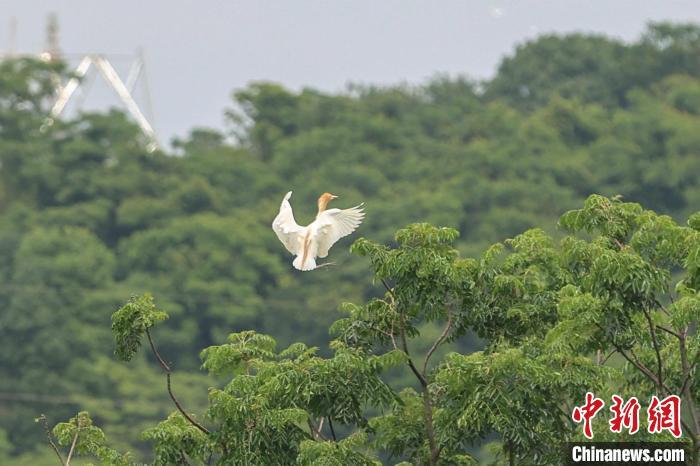 图为一只白鹭从树林上方飞过。　刘力鑫 摄