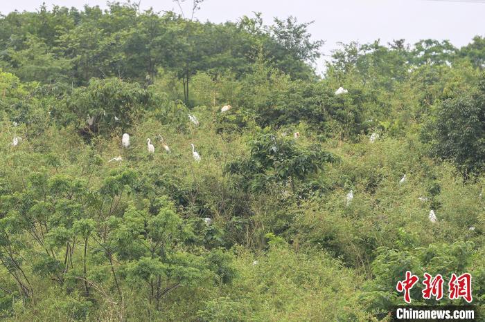 图为成群的白鹭在树林间栖息。　刘力鑫 摄