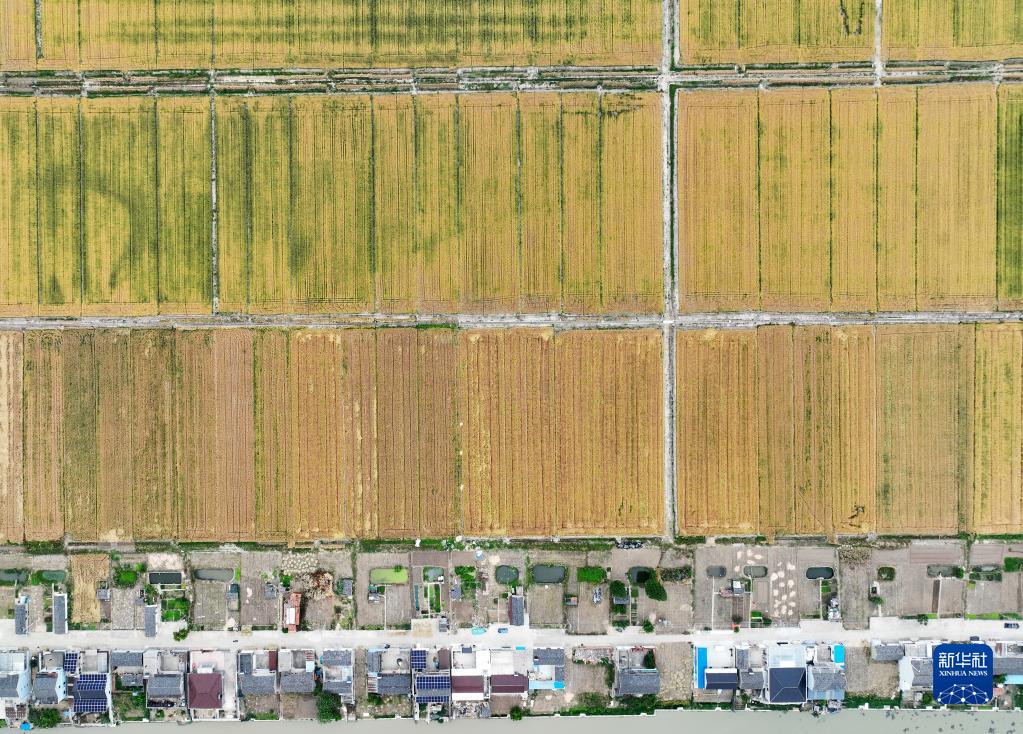 三夏时节 麦田流金