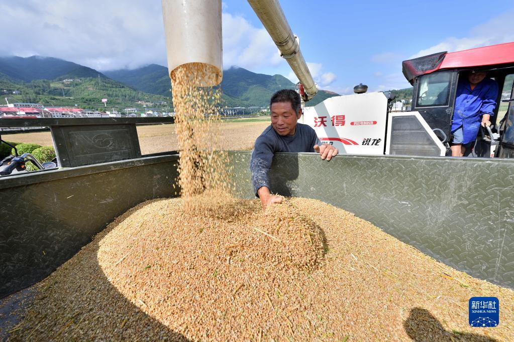 三夏时节 麦田流金