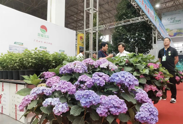 第十届黄河三角洲（滨州·惠民）绿化苗木博览会开幕