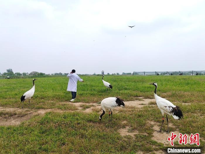 江苏盐城珍禽保护区：仙鹤蹁跹“湿”意浓