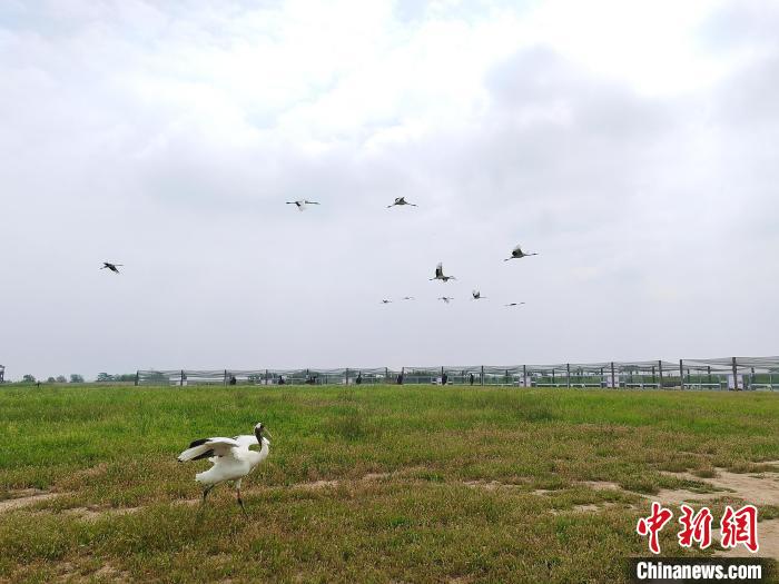 江苏盐城珍禽保护区：仙鹤蹁跹“湿”意浓