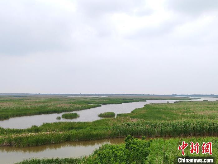 江苏盐城珍禽保护区：仙鹤蹁跹“湿”意浓