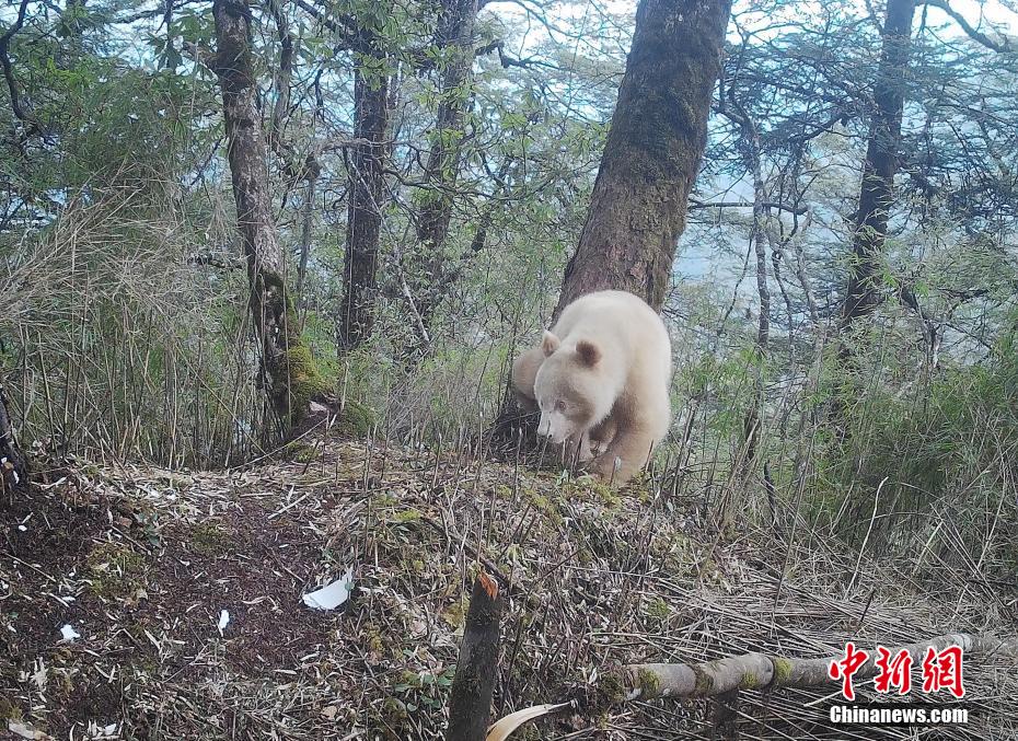 全球唯一的白色大熊猫正脸照首度公开