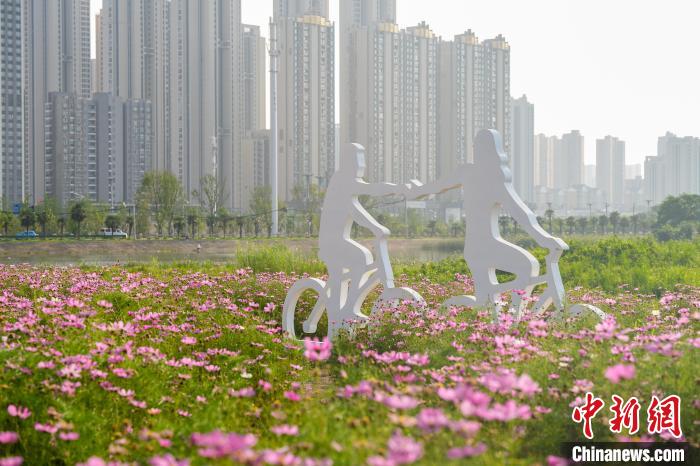 湖北武汉:2万平方米波斯菊花海在汉江湾盛放 图为汉江湾桥下花海盛放 吴淘淘 摄