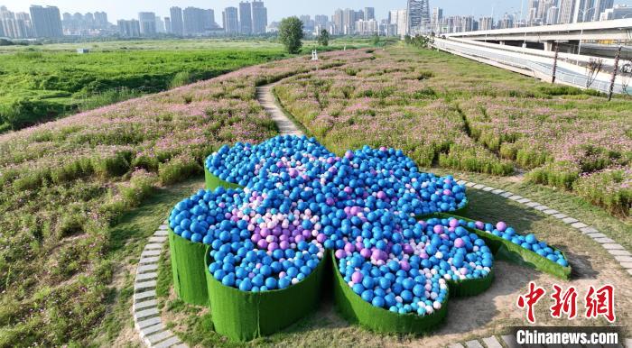 湖北武汉:2万平方米波斯菊花海在汉江湾盛放 图为汉江湾桥下花海巨型装置(航拍图) 吴淘淘 摄