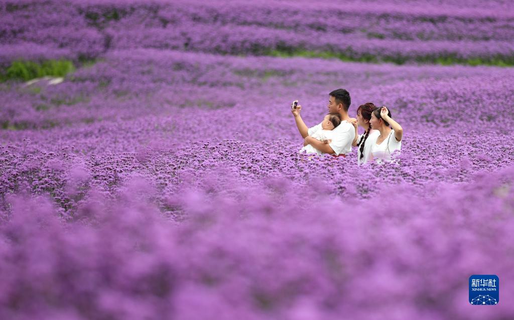 贵阳：夏日紫色花海