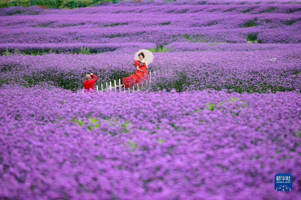 贵阳：夏日紫色花海