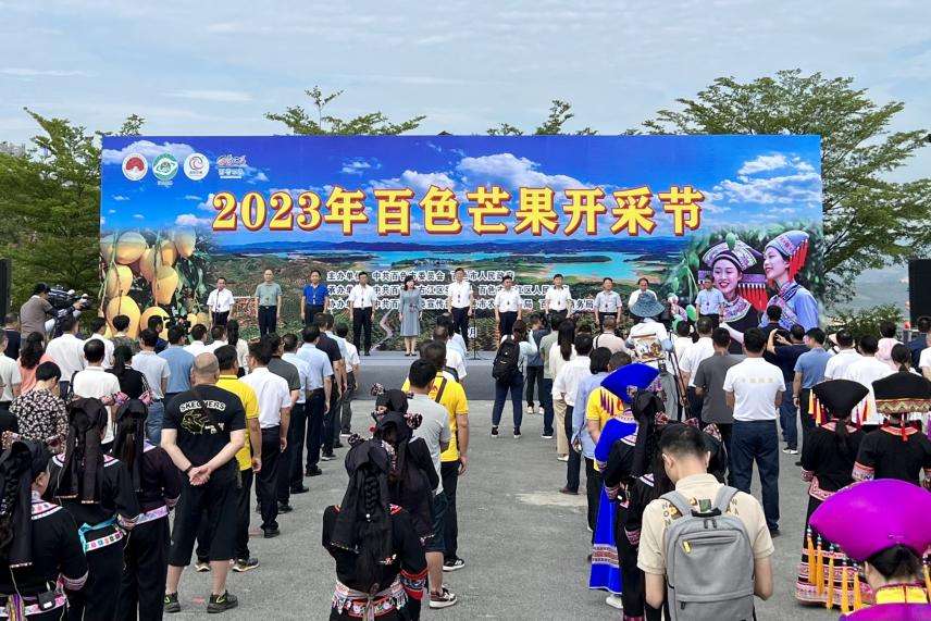 广西百色：芒果开采上市 电商助力芒果热销