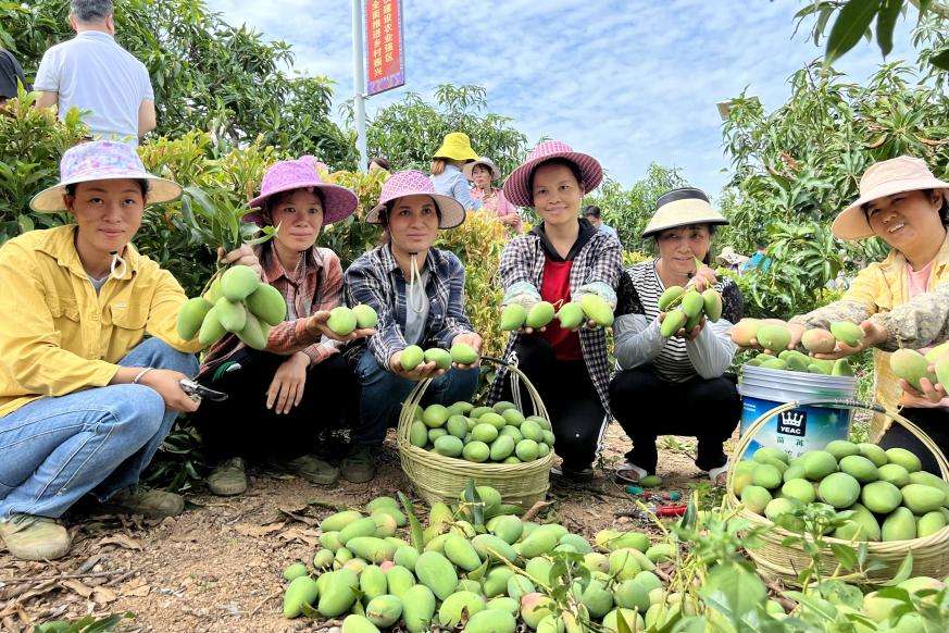 广西百色：芒果开采上市 电商助力芒果热销