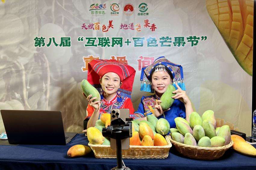 广西百色：芒果开采上市 电商助力芒果热销