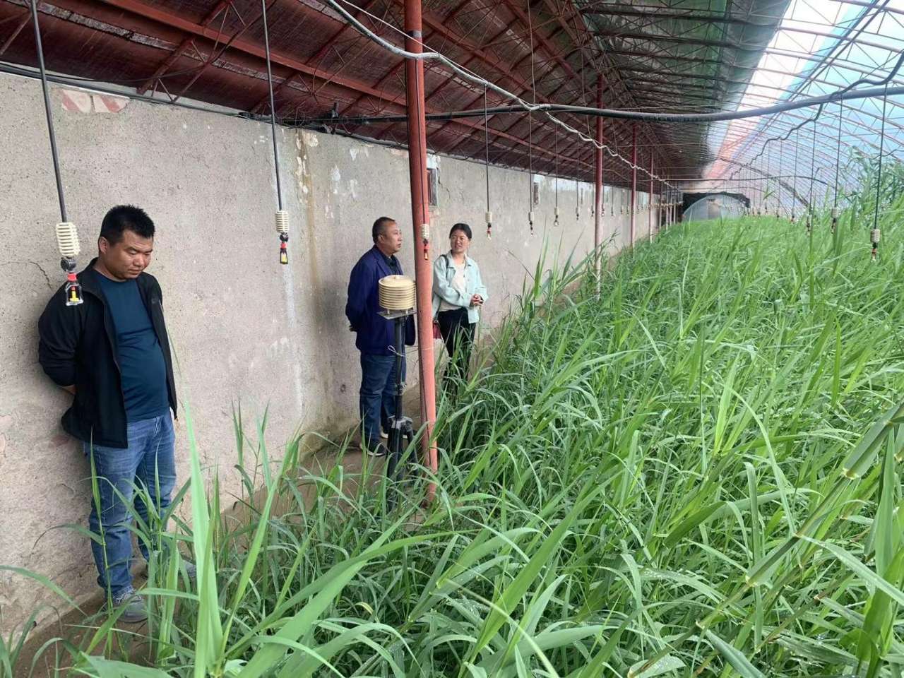 宁夏中卫：撂荒盐碱地变身“希望田”