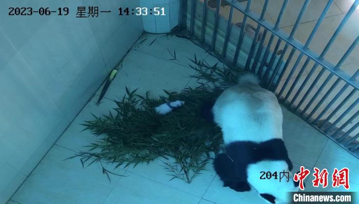 2023年中国大熊猫保护研究中心首只大熊猫宝宝在神树坪基地出生