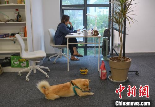 着墨数字赋能 浙江细绘未来乡村“共富图”