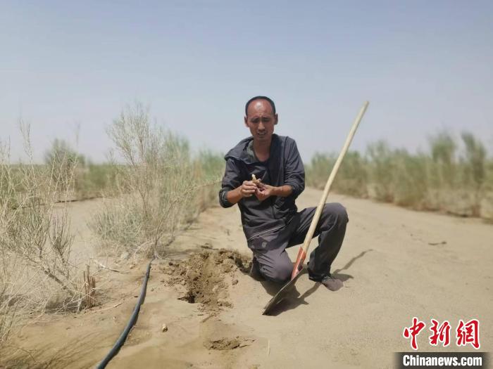 中国最大沙漠的东缘何以“披绿装”？