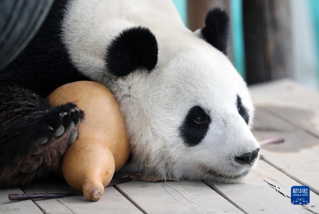 大熊猫“刚刚”清凉度夏