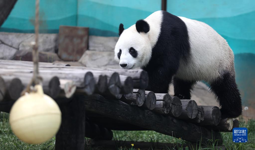 大熊猫“刚刚”清凉度夏