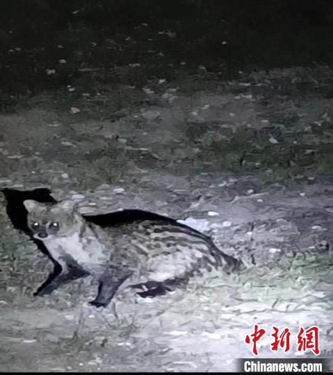 国家一级保护野生动物小灵猫现身广东中山