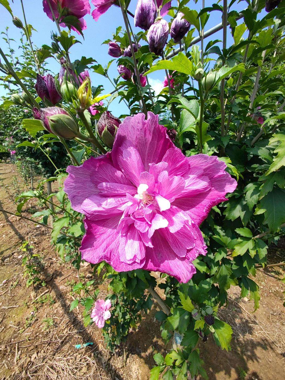 专家助力打造优势特色“花”产业