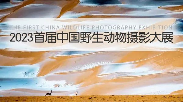 [图文]征集 | 2023首届中国野生动物摄影大展 第 1 张