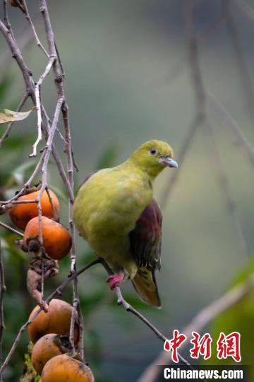 廣東鼎湖山發現國家二級保護動物厚嘴綠鳩和楔尾綠鳩