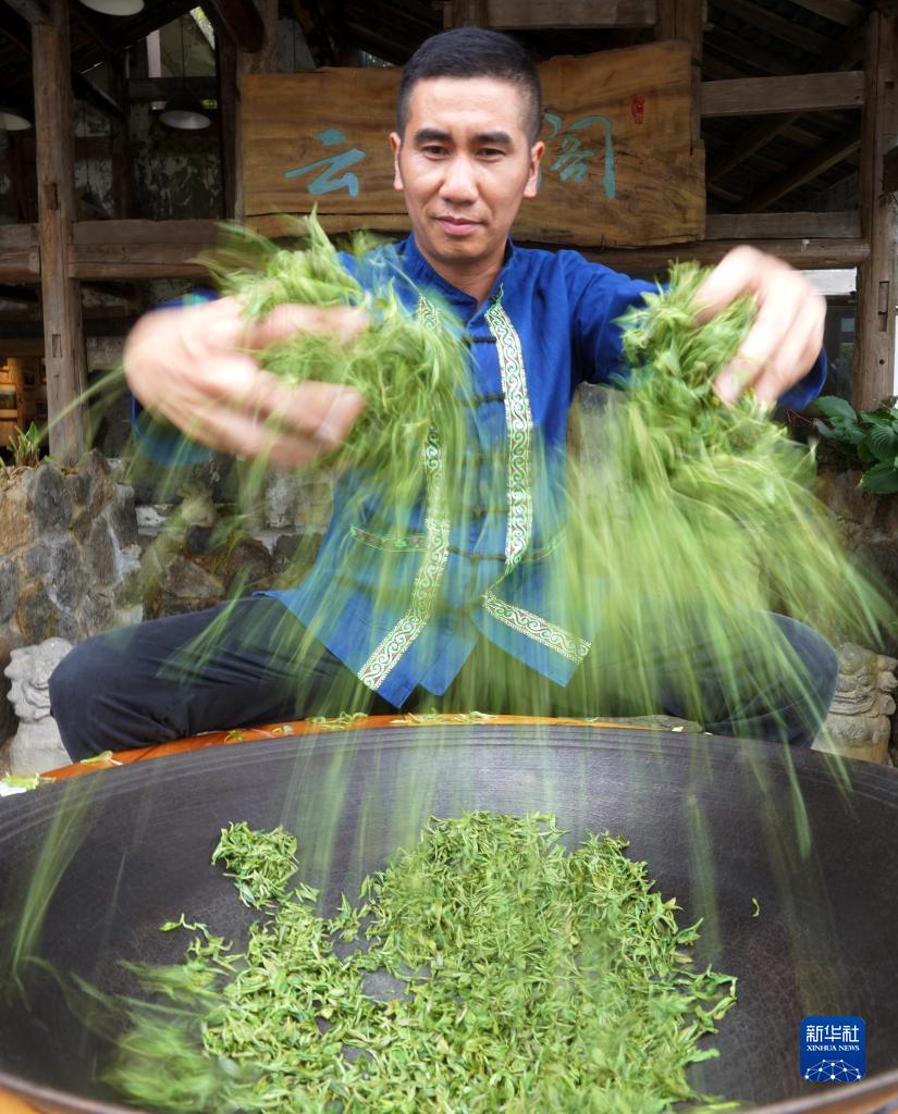 贵州都匀:毛尖飘香