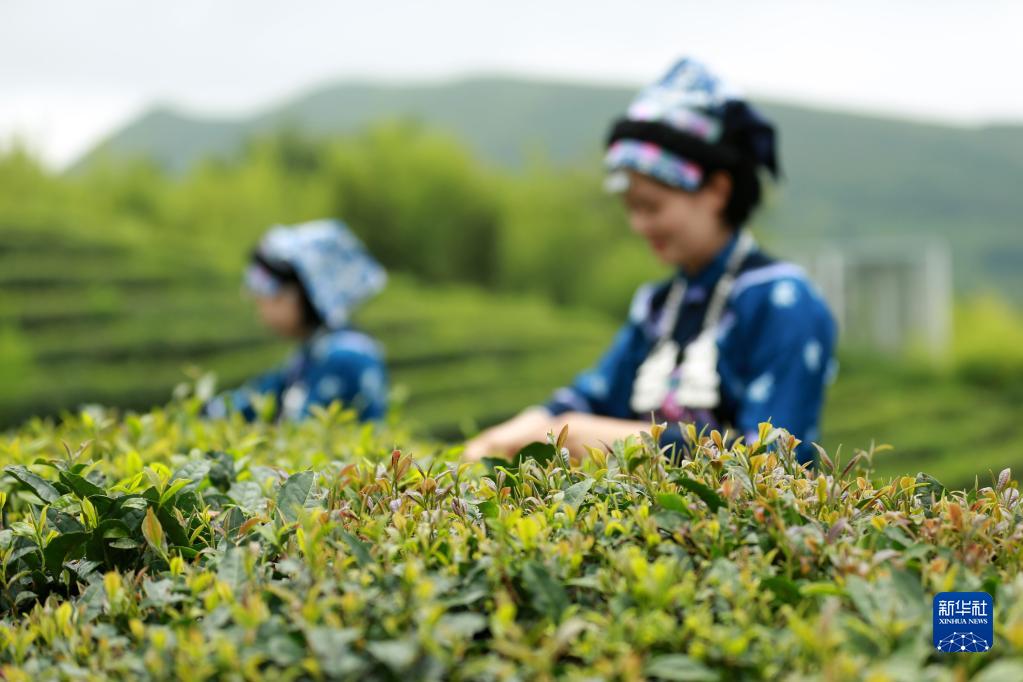 贵州都匀:毛尖飘香