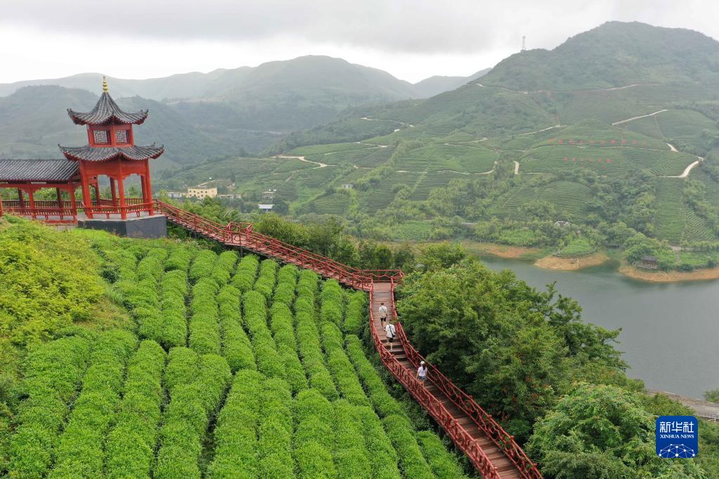 贵州都匀:毛尖飘香