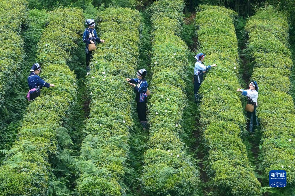贵州都匀:毛尖飘香