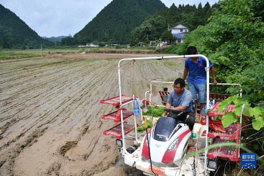 湖南保靖：灾后恢复农业生产