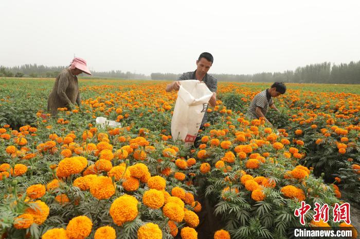 新疆莎车县10万亩万寿菊盛放 群众采摘忙