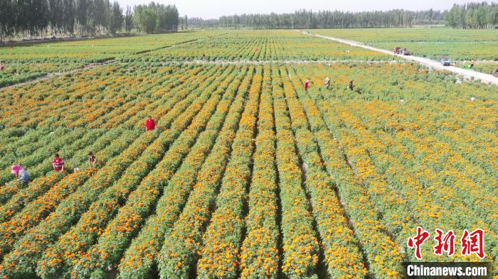 新疆莎车县10万亩万寿菊盛放 群众采摘忙