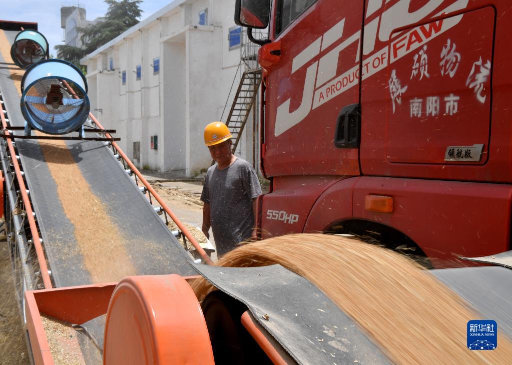 新华全媒+丨河南：分类分级收购受损小麦