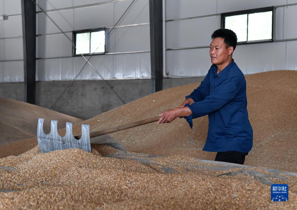 新华全媒+丨河南：分类分级收购受损小麦
